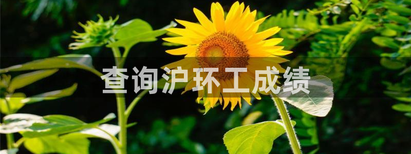 彩名堂手机版官网：查询沪环工成绩